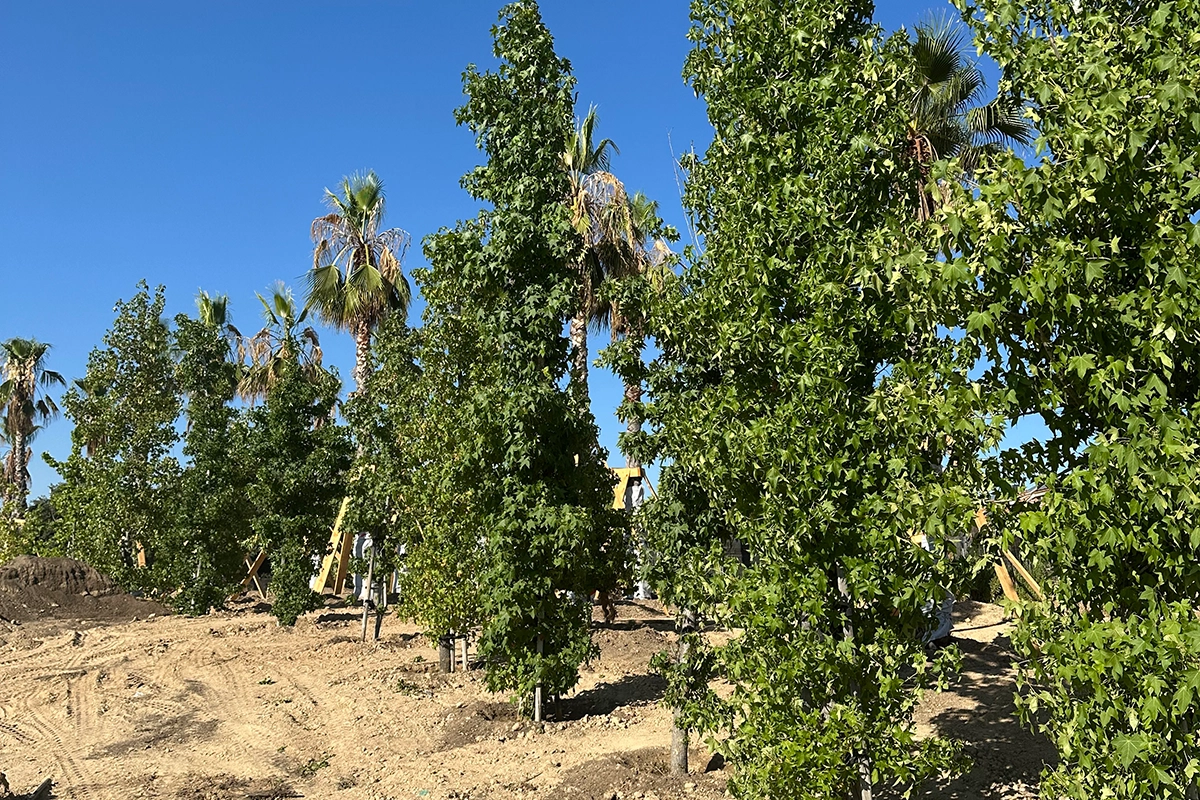 Árboles y palmeras en MADRING