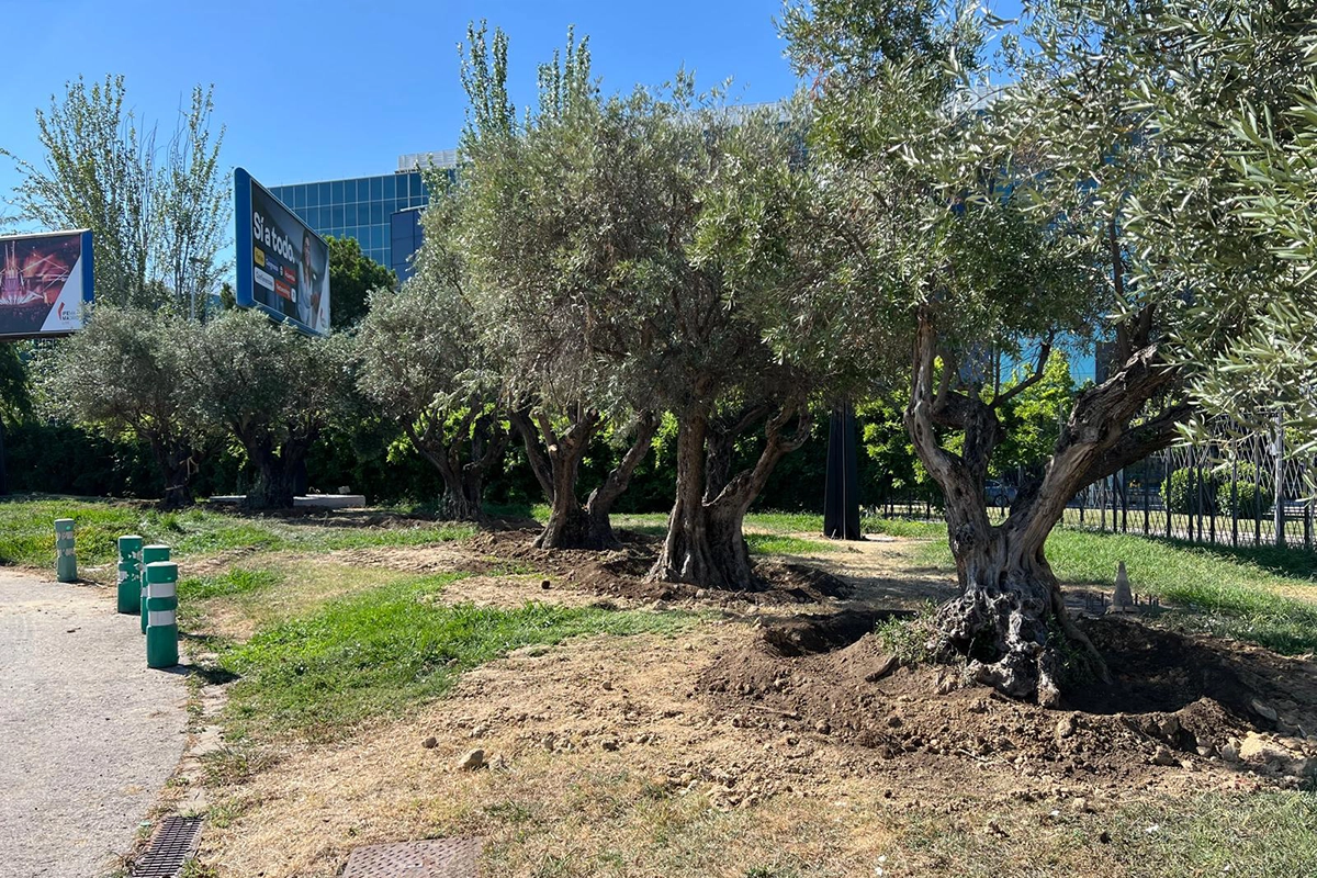 Olivos de Valdebebas en MADRING