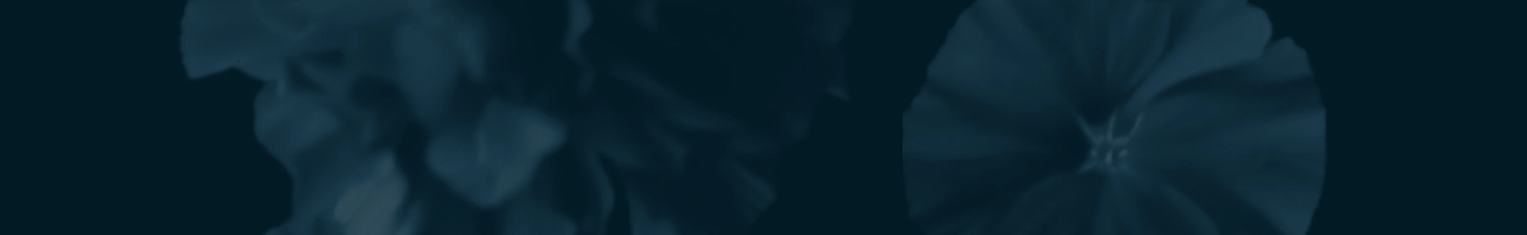 visualización en pantalla del trofeo